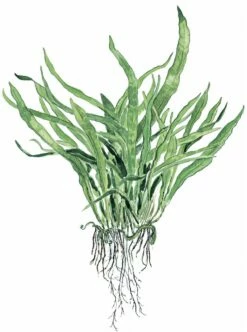 Narrow-leaved Java Fern - Microsorum Pteropus 'Narrow' - Tropica Plant On Roots With Suction Cup 5 Narrow-leaved Java Fern - Microsorum Pteropus 'Narrow' - Tropica Plant On Roots With Suction Cup -Aquarienbedarf Verkaufsladen 1pFF2aChwGlARd 1280x1280