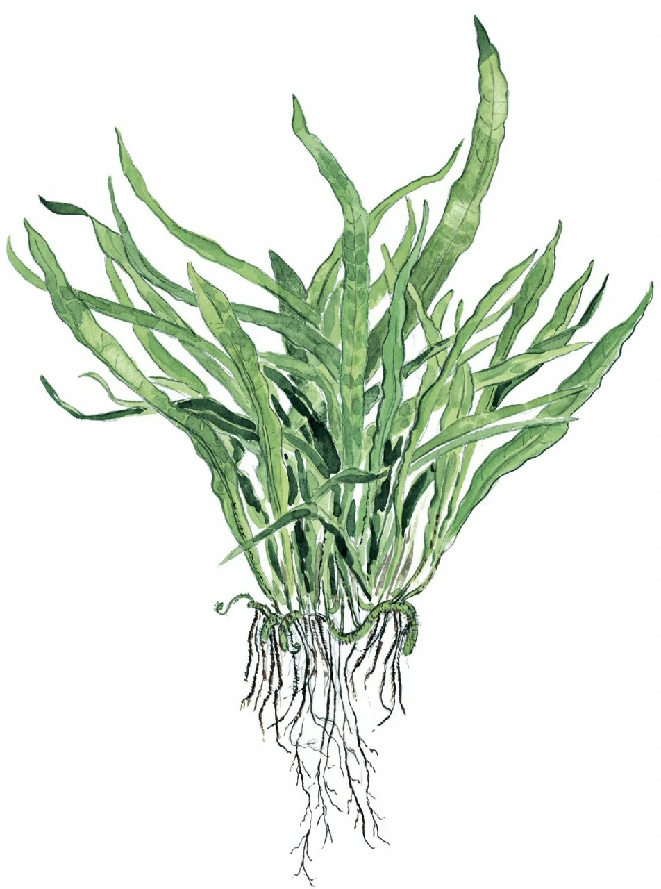 Narrow-leaved Java Fern - Microsorum Pteropus 'Narrow' - Tropica Plant On Roots With Suction Cup 3 Narrow-leaved Java Fern - Microsorum Pteropus 'Narrow' - Tropica Plant On Roots With Suction Cup – Bild 3