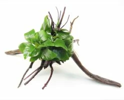 Anubias Barteri Var. Nana On Spiderwood - Dennerle