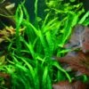 Narrow-leaved Java Fern - Microsorum Pteropus 'Narrow' - Tropica Plant On Roots With Suction Cup