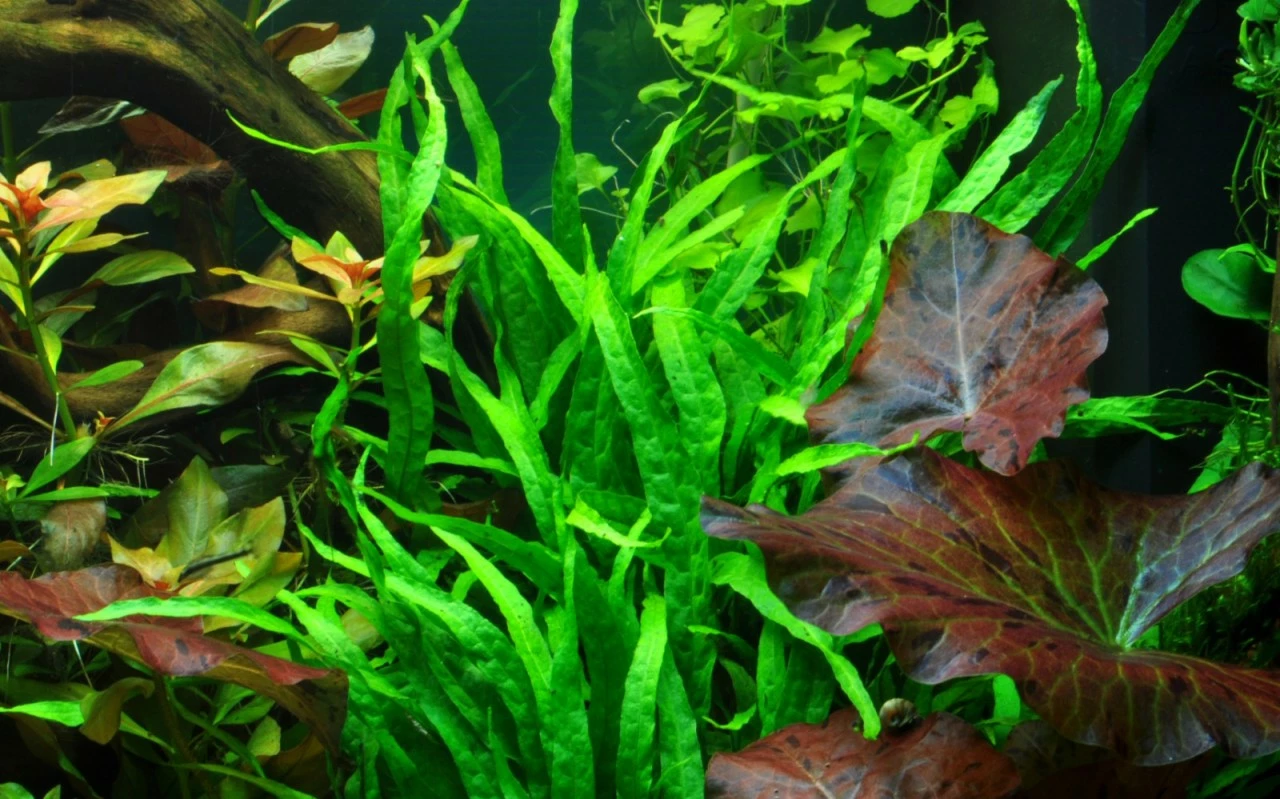 Narrow-leaved Java Fern - Microsorum Pteropus 'Narrow' - Tropica Plant On Roots With Suction Cup 1 Narrow-leaved Java Fern - Microsorum Pteropus 'Narrow' - Tropica Plant On Roots With Suction Cup