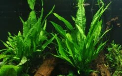 Java Fern - Microsorum Pteropus - Tropica Plant On Roots (XL)