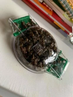 JBL LimCollect II - Snail Trap -Aquarienbedarf Verkaufsladen 70350816 10218549493746104 2303746841834946560 oaZmbU7EilzuNX 1280x1280