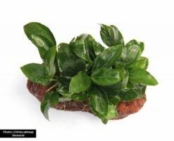 Anubias Nana On Stone - Dennerle -Aquarienbedarf Verkaufsladen Anubias auf Stein 35cmhTawFYQOxK 1280x1280