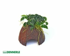 Coconut Overgrown, Coco Cave With Anubias Nana Bonsai - Dennerle