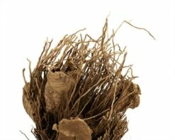 Bamboo Root Natural - About 40 Cm -Aquarienbedarf Verkaufsladen BambuswurzelDSC02504i87VDwY9CnBZG 1280x1280