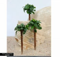 Bonsai Palm With Anubias Nana Bonsai - Dennerle -Aquarienbedarf Verkaufsladen Bonsai Palme aquarium anubia2Hpo5eMPyUQqdD 1280x1280
