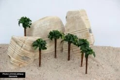 Bonsai Palm With Anubias Nana Bonsai - Dennerle -Aquarienbedarf Verkaufsladen Bonsai Palme aquarium anubia8m2Dq1UPhGeF4 1280x1280