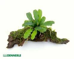 Bucephalandra Pygmaea 'Bukit Kelam' On Root - Dennerle