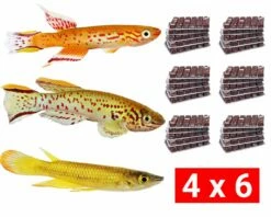 Frozen Food Bundle For Egg-laying Toothcarps - 24 Pcs.