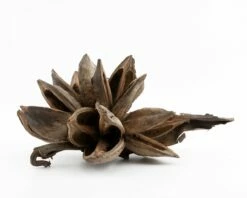 Shrimp Paradise - Sororoca - 20-30 Cm