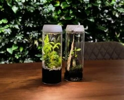 Glass Forest Incl. LED