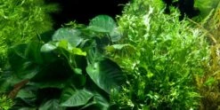 Aquarienbedarf Verkaufsladen -Aquarienbedarf Verkaufsladen Microsorum and Anubias Duet 1GuMKGdrEDuP51 1280x1280
