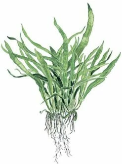 Narrow-leaved Java Fern - Microsorum Pteropus 'Narrow' - Tropica Plant On Roots -Aquarienbedarf Verkaufsladen Microsorum pteropus Narrow auf wurzel 3Z3Lzr8wgcmLv2 1280x1280