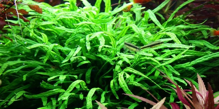 Narrow-leaved Java Fern - Microsorum Pteropus 'Trident' -Tropica Plant On Roots With Sucker 2 Narrow-leaved Java Fern - Microsorum Pteropus 'Trident' -Tropica Plant On Roots With Sucker – Bild 2