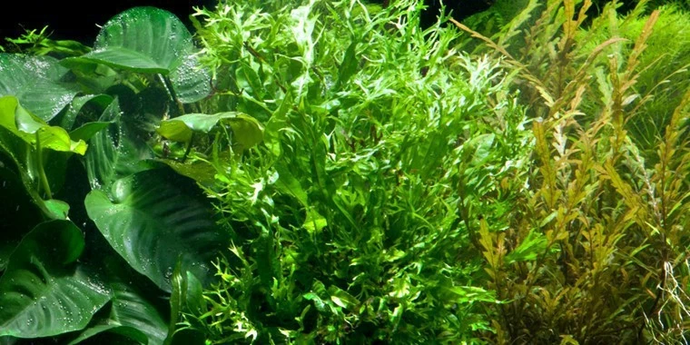 Windeløv Java Fern - Microsorum Pteropus 'Windeløv' - Tropica Plant On Roots (XL) 2 Windeløv Java Fern - Microsorum Pteropus 'Windeløv' - Tropica Plant On Roots (XL) – Bild 2