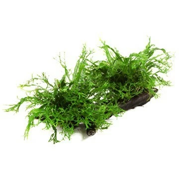 Windeløv Java Fern - Microsorum Pteropus 'Windeløv' - Tropica Plant On Roots (XL) 1 Windeløv Java Fern - Microsorum Pteropus 'Windeløv' - Tropica Plant On Roots (XL)