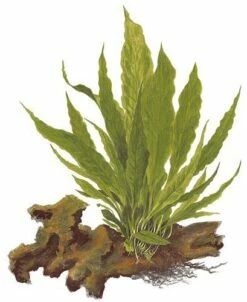 Java Fern - Microsorum Pteropus - Tropica Plant On Roots -Aquarienbedarf Verkaufsladen Microsorum pteropus auf wurzel 3cI1edKbRQBIuJ 1280x1280