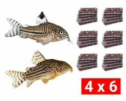 Frozen Food Bundle For Armored Catfish - 24 Pcs.