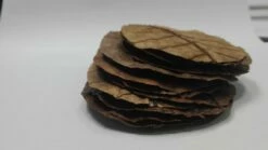 Cancer Lover Set - No. 4 9 Cancer Lover Set - No. 4 -Aquarienbedarf Verkaufsladen Seemandelbaumblatt3saJLDhWDaEDtO 1280x1280