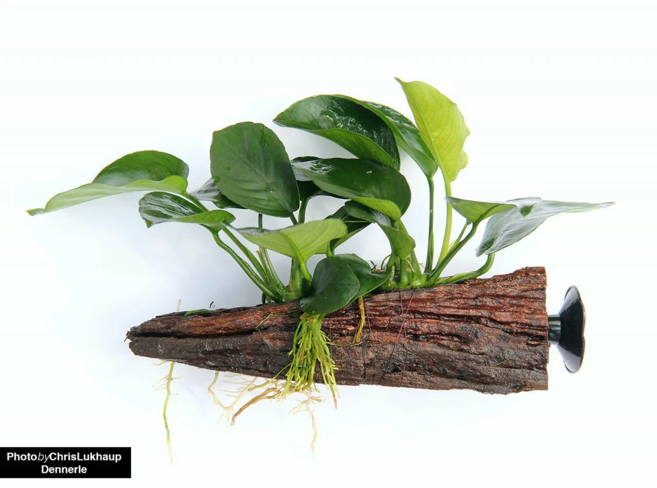 Anubias Barteri On Suction Root - Dennerle 2 Anubias Barteri On Suction Root - Dennerle – Bild 2