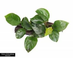 Anubias Barteri On Suction Root - Dennerle