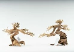 Claw Bonsai - Vers. Sizes