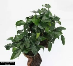 Jungle Tree Mbuna - Large With Anubias Nana - Dennerle -Aquarienbedarf Verkaufsladen mbuna grossewE1VEi9y35NW 1280x1280