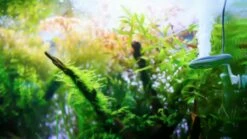 TWINSTAR - Nano 6 TWINSTAR - Nano -Aquarienbedarf Verkaufsladen nano main01f9abMJrC4aU2F 1280x1280