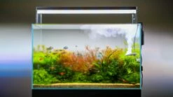 TWINSTAR - Nano 7 TWINSTAR - Nano -Aquarienbedarf Verkaufsladen nano main04UVnRphJYftcWo 1280x1280