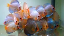 TWINSTAR - Yotta -Aquarienbedarf Verkaufsladen nano main04bTLQynNH9pAHh 1280x1280