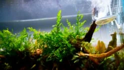 TWINSTAR - Nano Plus -Aquarienbedarf Verkaufsladen nanoplus main01DkM8LVH9iD4zO 1280x1280