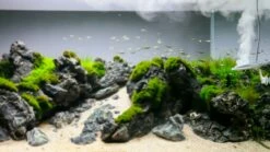 TWINSTAR - Nano Plus -Aquarienbedarf Verkaufsladen nanoplus main04VmQRuvZFuFQDJ 1280x1280