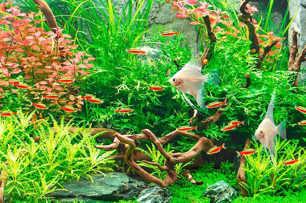 Aquarienbedarf Verkaufsladen -Aquarienbedarf Verkaufsladen uppstart akvarium