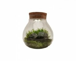 WabiKusa Biosphere Incl. LED -Aquarienbedarf Verkaufsladen vaseaJ9l9Q6eSVcdv 1280x1280