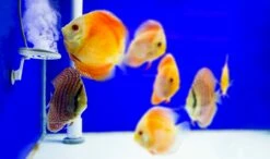 TWINSTAR - Yotta Plus -Aquarienbedarf Verkaufsladen yottaplus 01P4RLDW6sE09Lx 1280x1280